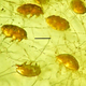 Adult mold pigs in amber.